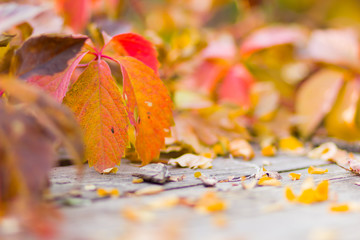 Yellow leaves on wooden boards. Colorful leaves on a blurred background. Autumn pattern. Creative copy space
