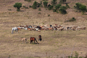 A flock of sheep and goats, led by a shepherd, Portugal