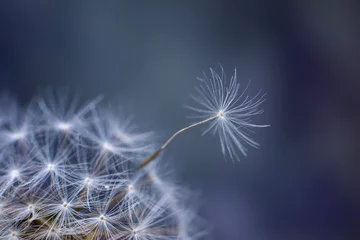Foto auf Glas Ripe seeds of a dandelion. Departure of a dandelion seed in the wind. Illustration for background, postcards and desktop Wallpaper. © Людмила Короткова