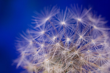 Dandelion. Beautiful illustration of flower, ca use as background or texture in design. Close up.