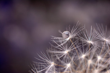 Drop of water on the seed of a dandelion flower on a dark background close-up macro. A gentle airy artistic image of nature.