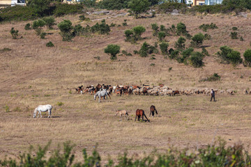 Fototapeta na wymiar A flock of sheep and goats, led by a shepherd, Portugal