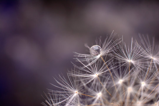 Drop of water on the seed of a dandelion flower on a dark background close-up macro. A gentle airy artistic image of nature.