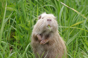 nutria