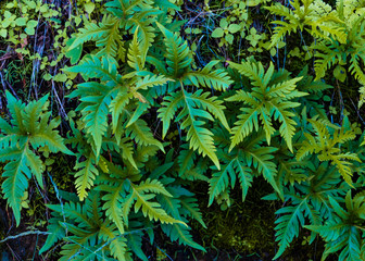 Fir leaves pattern close up