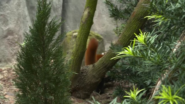 Tracking shot of a red panda seen through the trees, climbing down a branch