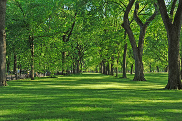 Fototapeta na wymiar Central Park Green