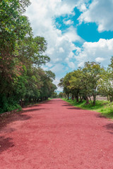 Red path surrounded by trees