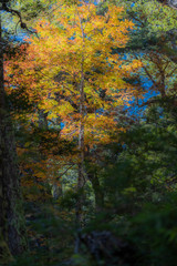 Amazing autumn leaf color view at Conguillio National Park forest. An awesome representation of Autumn colors textures on an awe scenery full of bright colors and lights in between the forest trees