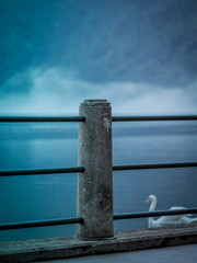 Metalic fence and hazy lake with white swan on the background.