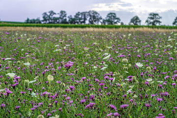 dzika łąka kwiatowa © Henryk Niestrój