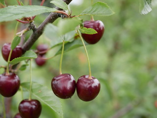 ripe juicy cherry maroon on a branch with green leaves in the garden on a Sunny summer day. Harvest berries.