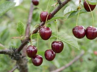 ripe juicy cherry maroon on a branch with green leaves in the garden on a Sunny summer day. Harvest berries.