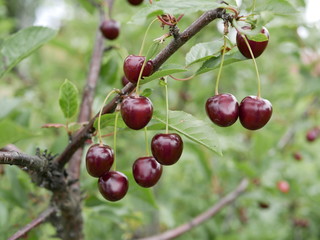 Ripe juicy cherry maroon on a branch with green leaves in the garden on a Sunny summer day after the rain.  Harvest berries. Raindrops on ripe berries.