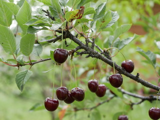 ripe juicy cherry maroon on a branch with green leaves in the garden on a Sunny summer day. Harvest berries.