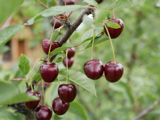 ripe juicy cherry maroon on a branch with green leaves in the garden on a Sunny summer day. Harvest berries.