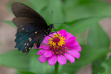 Swallowtail_6