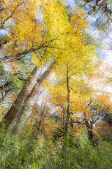 Amazing autumn leaf color looking up view at Conguillio National Park forest a beautiful scenery. Awe representation of Autumn colors textures on an awe autumn colorful trees abstract background view
