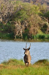 The waterbuck at Arusha National Park, Tanzania