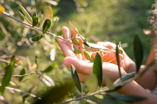 Green olives on tree, Tuscany, Italy