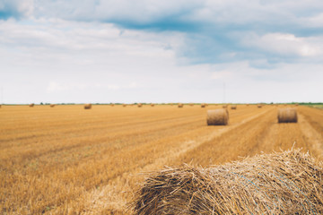 harvested wheat field with straw or hay bales