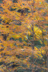 Amazing autumn leaf color view at Conguillio National Park forest. An awesome representation of Autumn colors textures on an awe scenery full of bright colors and lights in between the forest trees