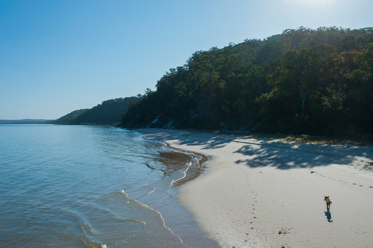 Dingo at a beach on Fraser Island, Queensland, Australia