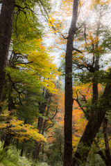 Amazing autumn leaf color view at Conguillio National Park forest. An awesome representation of Autumn colors textures on an awe scenery full of bright colors and lights in between the forest trees