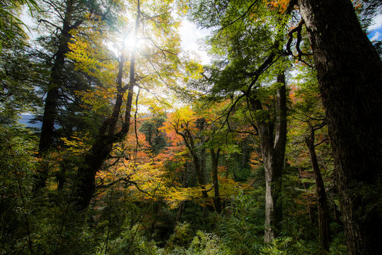 Amazing autumn leaf color view at Conguillio National Park forest. An awesome representation of Autumn colors textures on an awe scenery full of bright colors and lights in between the forest trees