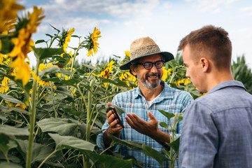 senior agronomist with his young colleague using laptop in sunflower filed