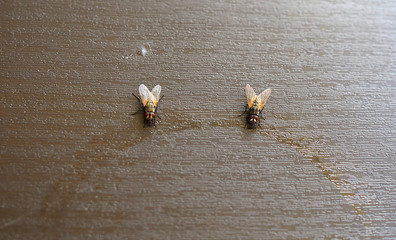 Un par de moscas vistas desde arriba