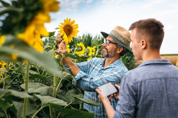 senior agronomist with his young colleague examining sunflowers in sunflower filed
