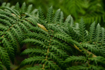close up of colorful flower in bright day