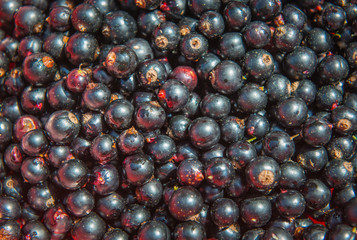 schwarze Johannisbeere