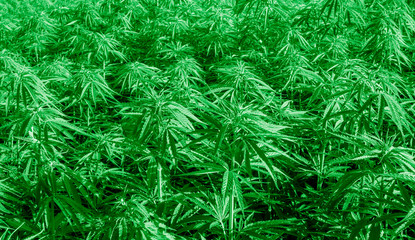 Cannabis research, Cultivation of marijuana Cannabis sativa, flowering cannabis plant as a legal medicinal drug, herb