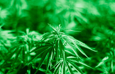 Cannabis research, Cultivation of marijuana Cannabis sativa, flowering cannabis plant as a legal medicinal drug, herb