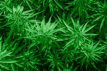 Cannabis research, Cultivation of marijuana Cannabis sativa, flowering cannabis plant as a legal medicinal drug, herb