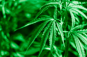 Marijuana leaves, cannabis on a dark background, beautiful background, indoor cultivation.
