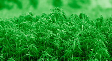 Cannabis sativa, marihuana leaves, photography of medical plant.