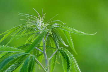 Cannabis sativa, marihuana leaves, photography of medical plant.