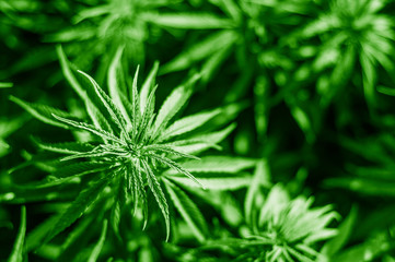 Cannabis sativa, marihuana leaves, photography of medical plant.