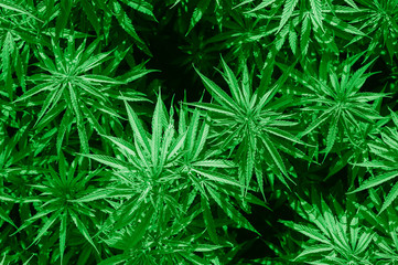 Naklejka na ściany i meble Cannabis sativa, marihuana leaves, photography of medical plant.