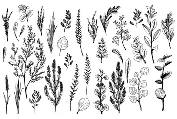 Wild herbs and flowers painted black line.