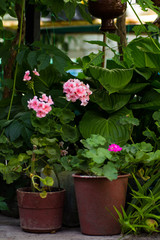 Potted geraniums bloom in the yard