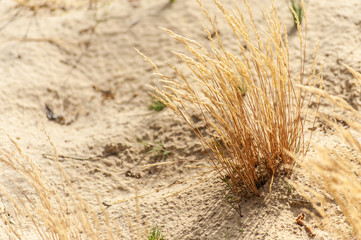 close-up bush of dry grass on the yellow sand