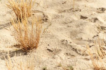 close-up bush of dry grass on the yellow sand
