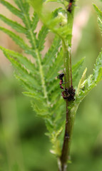 rote waldameise melkt blattläuse den honigtau ab