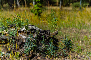 Piece of fallen tree lays in the grass in the forrest