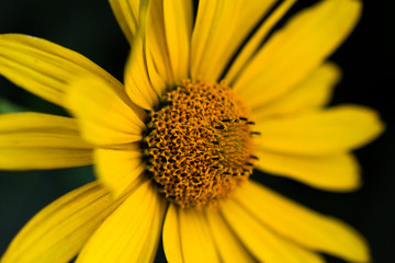 Doronikum (yellow daisy) close-up on a dark background