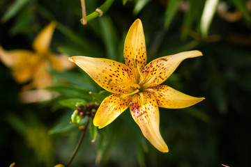 Yellow orange spotted lily blooms in the garden